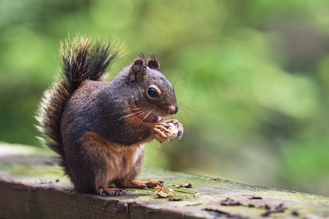 Effective Ways to Secure Your Backyard